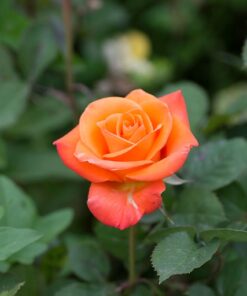 Orange Rose Starter Plant Vibrant Blooms Hardy Variety