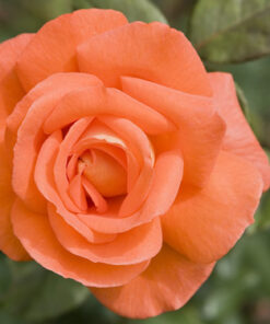 Orange Rose Starter Plant Vibrant Blooms Hardy Variety