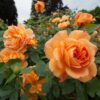 Orange Rose Starter Plant Vibrant Blooms Hardy Variety