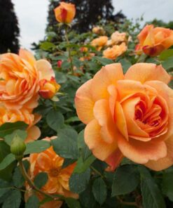 Orange Rose Starter Plant Vibrant Blooms Hardy Variety