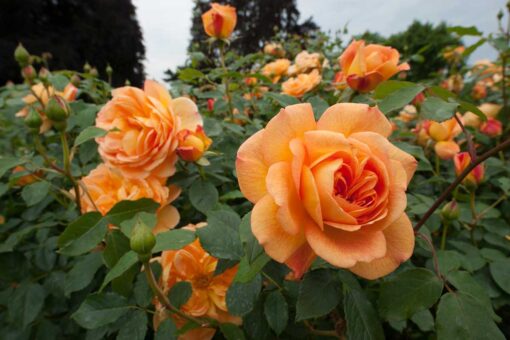 Orange Rose Starter Plant Vibrant Blooms Hardy Variety