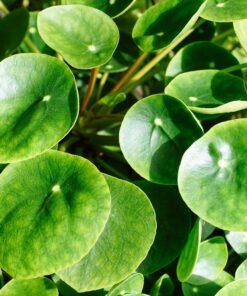 Pilea Peperomioides Chinese Money Plant Live Indoor Plant No Pot