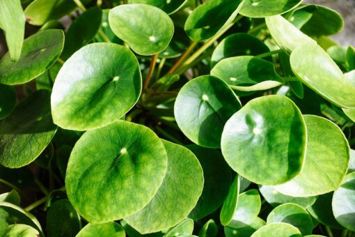 Pilea Peperomioides Chinese Money Plant Live Indoor Plant No Pot