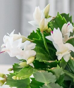 Set 2 White Christmas Cactus Starter Plants 3” Pot