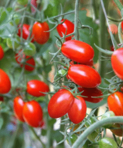 Roma Tomato Plants – Set of 2 Live Plants 4-8″ Tall – Outdoor Vegetable Garden