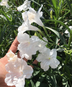 White Mexican Petunia Plant – Elegant Blooms Drought Tolerant