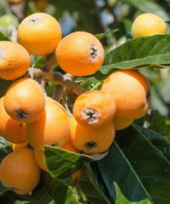 Loquat Tropical Fruit Tree Shambala 8-10in Live Plant in 4in Pot | Edible Tree