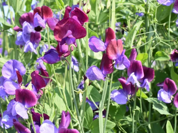 Top 7 Flower Seeds to Sow in April