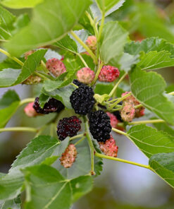 Sweet Mulberry Tree Live Plant – 10-14in Size – 4in Pot – Fast Growing Fruit Tree