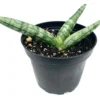 Sansaveria Starfish House Plant - 4in Potted Succulent Cylindrica