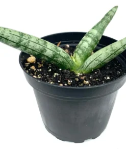 Sansaveria Starfish House Plant - 4in Potted Succulent Cylindrica