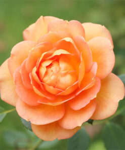 Orange Rose Starter Plant Vibrant Blooms Hardy Variety