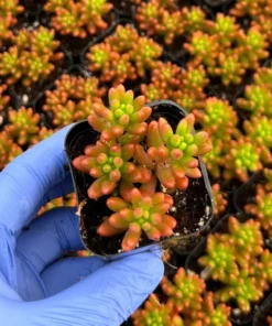 Sedum Rubrotinctum Aurora Live Succulent Plants 2" Pot Jelly Beans
