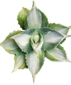 Agave Isthmensis 'Hoji Raijin' Succulent - Rare Variegated Agave - 4 Inch Pot