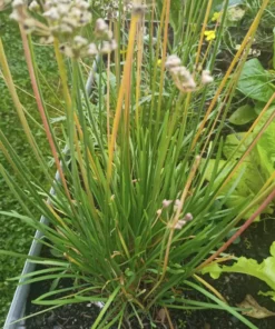 Garlic Chives Starter Plant 4in - Live Culinary Herb - No Pot