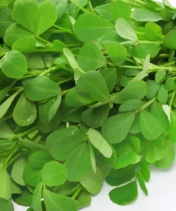 Fenugreek Seeds - 75+ Seeds - Culinary Herb - Free Ship