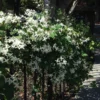 Sweet Autumn Clematis Vine - Fragrant White Flowers - 4 inch Pot - Climbing
