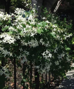 Sweet Autumn Clematis Vine - Fragrant White Flowers - 4 inch Pot - Climbing