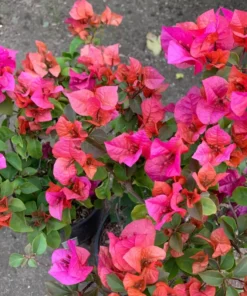 Bougainvillea Jamaican Red Starter Plant - 4in Size - Vibrant Red Blooms