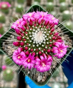 Mammillaria Spinosissima Cactus - Live Plant 4 Inch Pot Fully Rooted