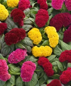 Celosia Cristata Mix Seeds - Cockscomb Flower Seeds - 150 Seeds