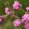 English Maiden Seeds 100+ Silene dioica Wildflower Seeds Free Ship