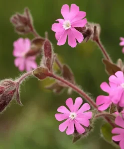 English Maiden Seeds 100+ Silene dioica Wildflower Seeds Free Ship
