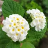 Lantana Trailing White Set - Two 4 Inch Potted Outdoor Plants