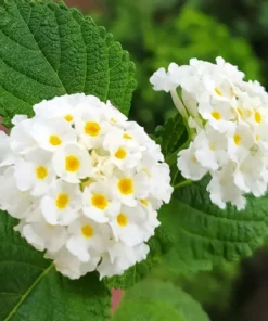 Lantana Trailing White Set - Two 4 Inch Potted Outdoor Plants