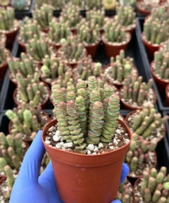 Baby Necklace Succulent Plant - Live Succulent - Easy Care Indoor Plant