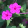 Four O' Clock Seeds Pink - Annual/Perennial Marvel of Peru Flower Seeds