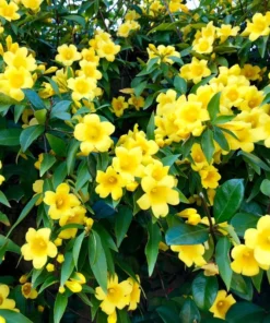 Yellow Jasmine Plant Live Jasmine Vine 4-6 Inches Climbing Flower Plant