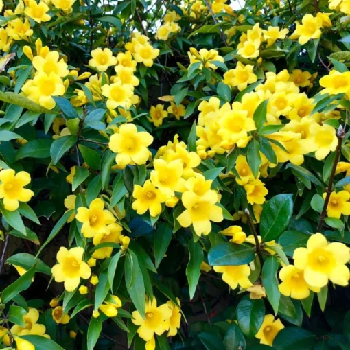 Yellow Jasmine Plant Live Jasmine Vine 4-6 Inches Climbing Flower Plant