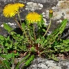 Dandelion Seeds 100+ Taraxacum officinale Wildflower Seeds - Free Shipping