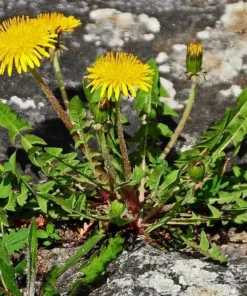 Dandelion Seeds 100+ Taraxacum officinale Wildflower Seeds - Free Shipping