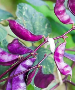 Purple Hyacinth Bean Seeds - Climbing Vine - Ornamental - Garden
