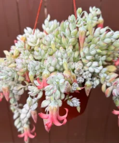 Cotyledon Pendens Trailing Succulent Live Plant Pink Accent