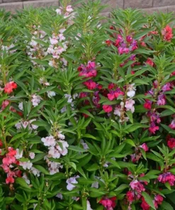 Balsam Impatiens Seeds - Impatiens Balsamina - Touch Me Not - 40+ Seeds