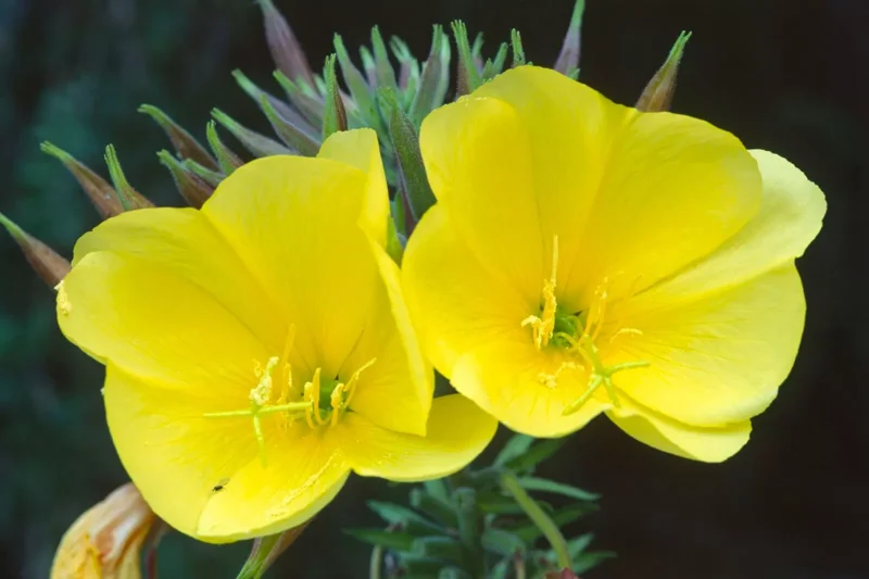 Common Evening Primrose Seeds - 300+ Seeds - Free Shipping - Garden Flower Seeds