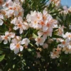 Salmon Oleander Live Plant Starter - 4 Inch Nursery Pot - Salmon Flowering Shrub