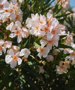 Salmon Oleander Live Plant Starter - 4 Inch Nursery Pot - Salmon Flowering Shrub