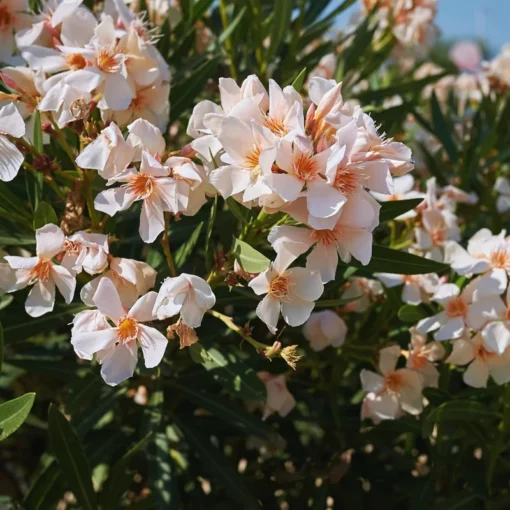 Salmon Oleander Live Plant Starter - 4 Inch Nursery Pot - Salmon Flowering Shrub