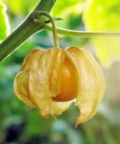 Physalis Peruviana Seeds: Golden Ground Cherry Hawaiian Giant Poha Berry