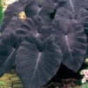 Black Magic Elephant Ear Plant - 4 Inch Potted Plant - Dark Foliage
