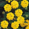Lantana Trailing Yellow Plants - Set of 2 Live Plants - 6-8 Inch Outdoor Planting