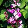 Purple Hyacinth Bean Seeds - Climbing Vine - Ornamental - Garden