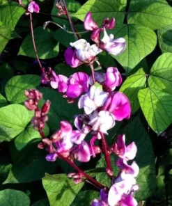 Purple Hyacinth Bean Seeds - Climbing Vine - Ornamental - Garden