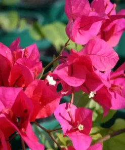Bougainvillea Jamaican Red Starter Plant - 4in Size - Vibrant Red Blooms