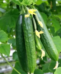 30 Muncher Cucumber - Burpless Cucumber Seeds for Home Garden