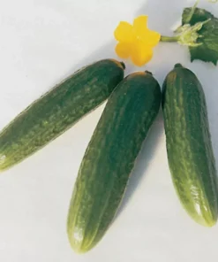 30 Muncher Cucumber - Burpless Cucumber Seeds for Home Garden